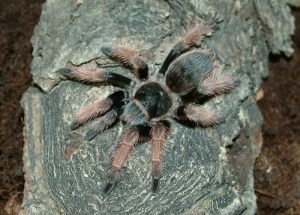 Brachypelmides klaasi
